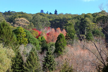 Mount Lofty Botanic Garden in Adelaide