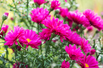 Beautiful bright Aster bloom in autumn in the garden. Selective focus