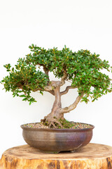 ミヤマキリシマツツジの鉢植え盆栽