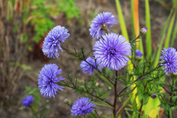 Beautiful bright Aster bloom in autumn in the garden.