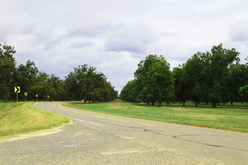Rows of pecan trees