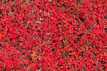 seamless foliage pattern. Flower background. Floral repeated texture. Red leaves against metallic...