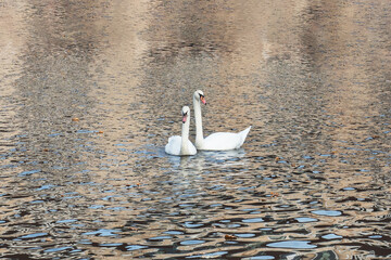White swans swim in the lake in the autumn Park.