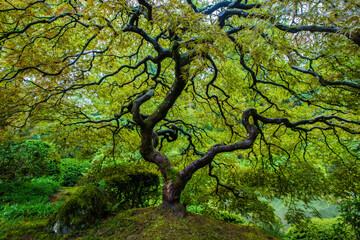 Fototapeta na wymiar Japanese Maple Tree in Portland Japanese Garden when it's green