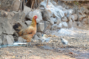 Hen and chickens in the afternoon