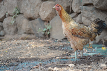 Brown hen on village road