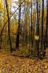 Autumn landscape, forest in autumn, yellow leaves. Beautiful background or screen saver on the phone and computer