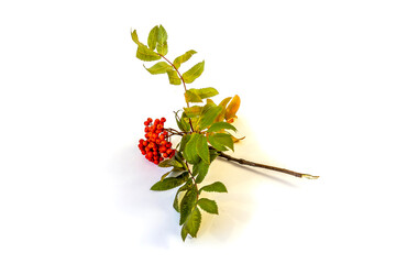Isolated on white background rowan branch with red berries