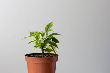 Cuttings Ficus Benjamina in pot on the white background