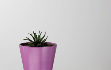 Cuttings Haworthia in pot on the white background