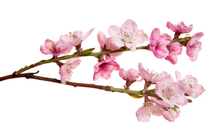 sakura branch isolated
