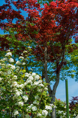 Naklejka premium white flower bush
