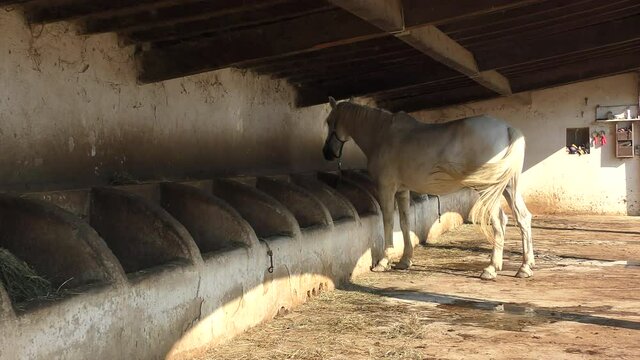 Wild White Camargue Horses standing in a stable in the Regional Park of the Camargue, Tourist ranch in camargue