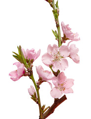 sakura branch isolated