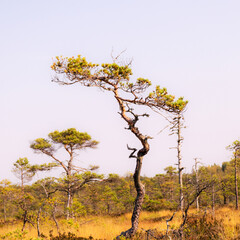 swamp landscape, bog vegetation painted in autumn, grass, moss covers the ground, bog pines