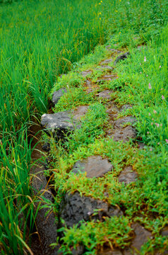 Rocks pathway in middle of green grass