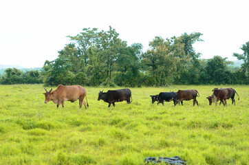 Indian cattle walking together on green grass