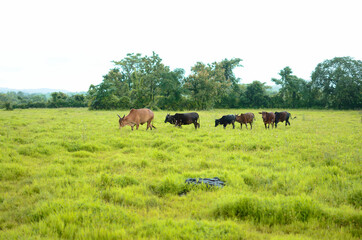 Naklejka na ściany i meble Indian cattle walking together on green grass