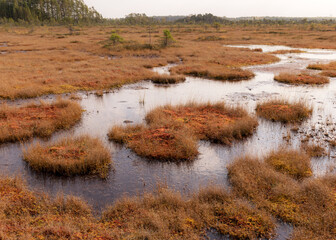 traditional peat bog landscape, bog vegetation painted in autumn, grass, moss covers the ground,