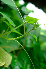 Small green leaf with tiny thorns on stem