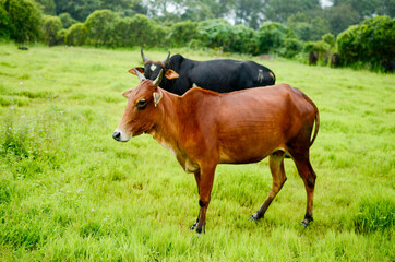 brown cow and black bull standing on green grass while raining