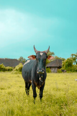 Farmer's black bull standing in middle of green grass facing towards camera