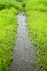 Fototapeta na wymiar Raining on the natural pathway and fresh green grass around
