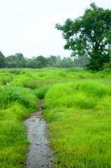 natural path in the middle of fresh green grass while raining