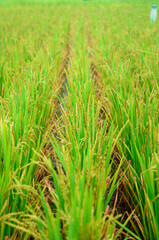Grown rice crop in strain line