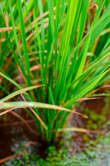 Obraz premium Grown rice crop grass in monsoon