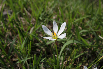 道端に咲いたタマスダレの白い花