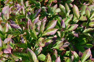 Autumn foliage. Reddened leaves of peony bush.