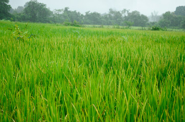 Landscape of rice field in rain season