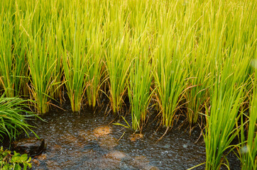 Agricultural farm grass in heavy rain