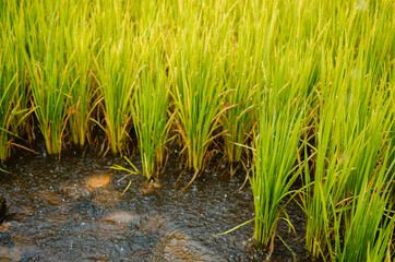 Obraz premium Accumulated rain water in the green farm