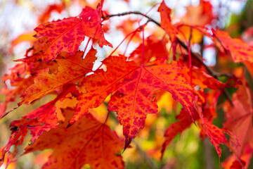 Bright red maple leaves hanging from a branch as a blurred background of a beautiful autumn