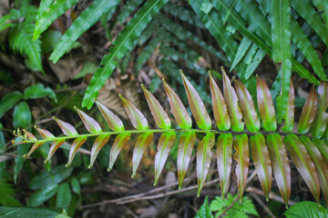 diplazium esculentum leaves (Athyriaceae) asia nature images