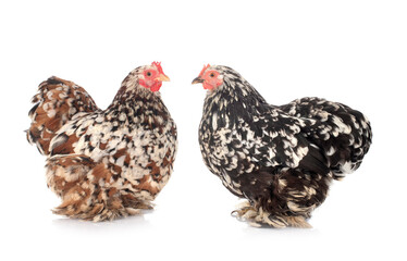 Pekin Bantam in studio