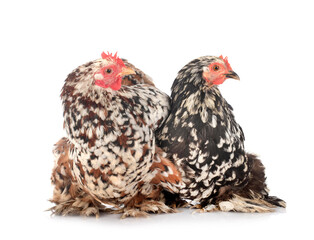 Pekin Bantam in studio