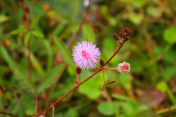 touch-me-not tree or sensitive plant Flowers asia nature
