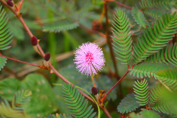 touch-me-not tree or sensitive plant Flowers asia nature