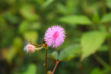 touch-me-not tree or sensitive plant Flowers asia nature