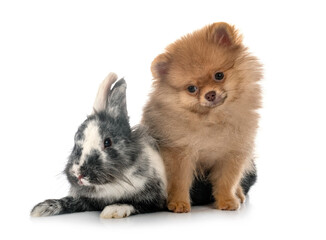 puppy pomeranian and rabbit