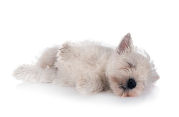 puppy West Highland White Terrier