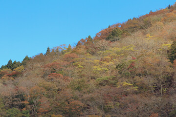 Obraz premium 丹沢の紅葉