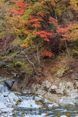 川と紅葉