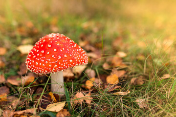 Beautiful autumn background with amanita. Sunny background with mushroom and copy space.