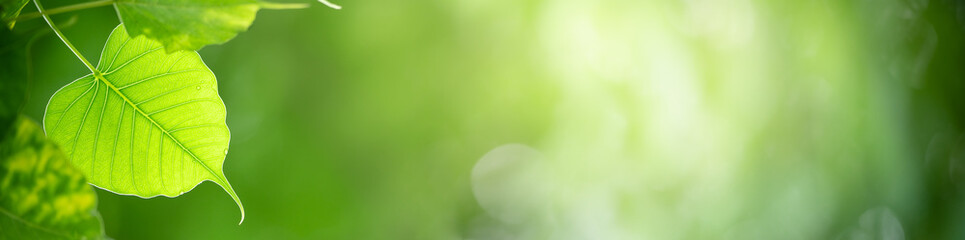 Nature of green leaf in garden at summer. Natural green leaves plants using as spring background cover page greenery environment ecology wallpaper