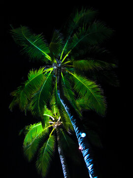 Palm Trees at night