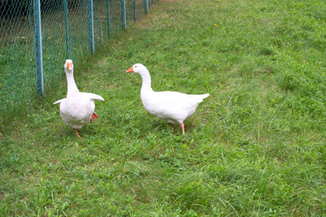 Two domestic geese are walking on the grass
